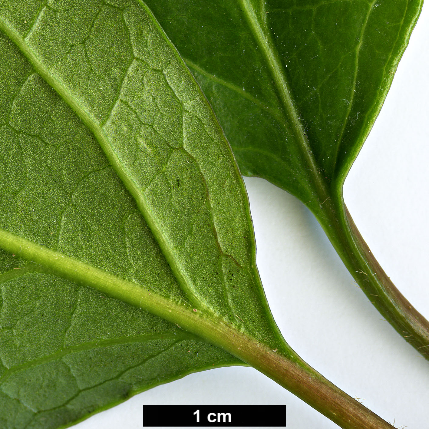 High resolution image: Family: Adoxaceae - Genus: Viburnum - Taxon: treleasei